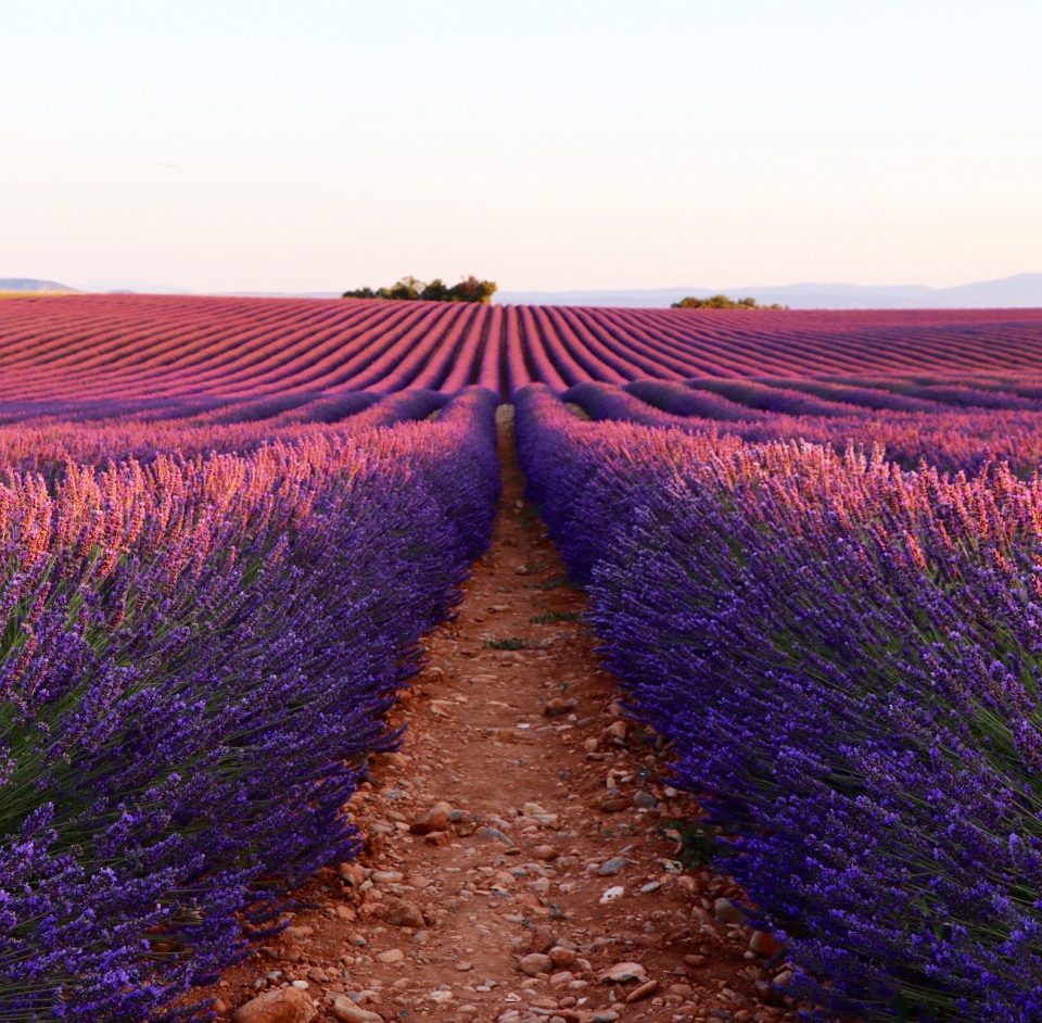 Provenza per la fioritura della lavanda