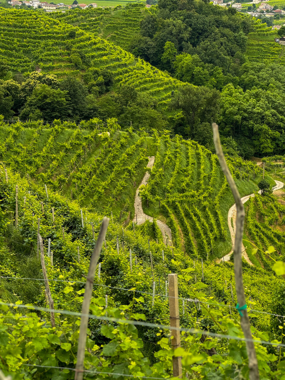 itinerario nelle colline del prosecco