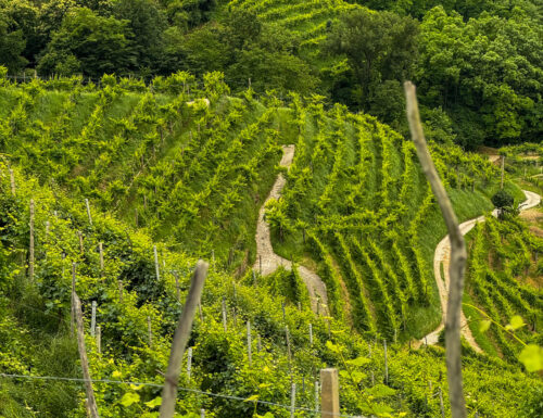 itinerario nelle colline del Prosecco