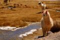parco nazionale del Lauca